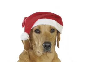 Yellow Labrador Retriever bitch wearing a Santa hat