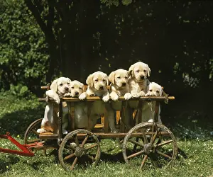 Yellow Labrador Retriever Dog, Puppy in the Wagon