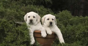 Yellow Labrador Retriever, Puppies Playing in a Flowerpot, Normandy