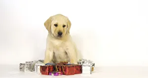 Yellow Labrador Retriever, Puppy and Gifts on White Background