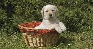 Yellow Labrador Retriever, Puppy Playing in a Basket