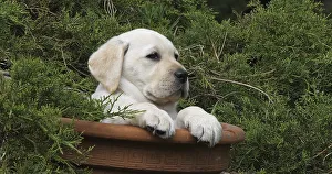 Yellow Labrador Retriever, Puppy Playing in a Flowerpot
