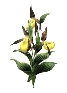 Yellow lady's slipper or yellow lady's slipper
