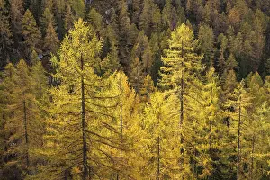 Yellow larches on the slopes of the Dachstein mountains