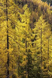 Yellow larches on the slopes of the Dachstein mountains