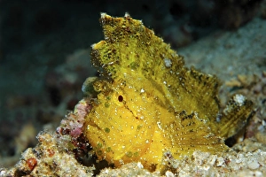 Yellow Leaffish (Taenianutus triacanthus) sitting on coral debris