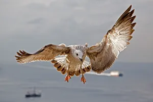 Yellow-legged Gull (Larus michahellis)
