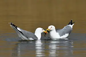 Two Yellow-legged gull (Larus michahellis)