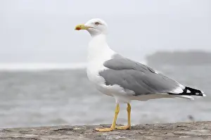 Yellow-legged Gull (Larus michahellis)