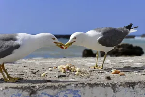 Yellow-legged gull (Larus michahellis)
