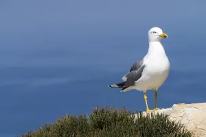 Yellow-legged gull (Larus michahellis)