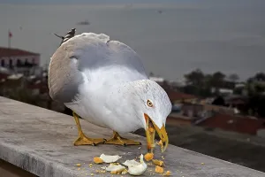 Yellow-legged Gull (Larus michahellis)