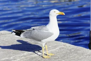 Yellow-legged gull (Larus michahellis)