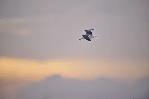 Yellow-legged gull (Larus michahellis) flying in the sky at sunset