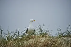 Yellow-legged gull (Larus michahellis) standing in the grass