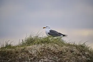 Yellow-legged gull (Larus michahellis) standing in the grass at sunset