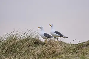 Yellow-legged gull (Larus michahellis) standing in the grass at sunset