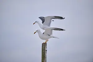 Yellow-legged gull (Larus michahellis) standing on each other on a wood
