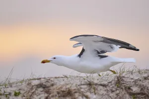 Yellow-legged gull (Larus michahellis) starts flying from the grass at sunset