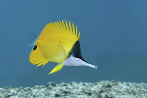 Yellow longnose butterflyfish (Forcipiger flavissimus) Saparua