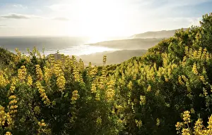 Yellow Lupines (Lupinus luteus) on sand dunes