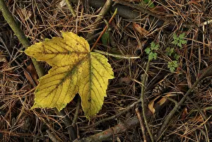 Yellow maple leaf on the forest floor in autumn next to it young leaves of the cranesbill