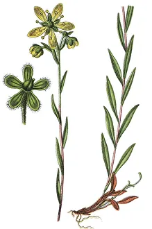 Yellow Marsh Saxifrage, Marsh Saxifrage or bog saxifrage (Saxifraga hirculus)