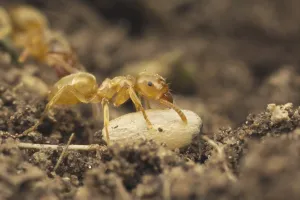 Yellow Meadow Ant (Lasius flavus) adult