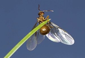 Yellow Meadow Ant (Lasius flavus) winged queeen