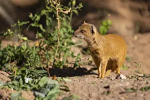One yellow mongoose, Cynictis penicillata