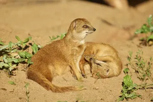 Yellow mongoose (Cynictis penicillata)
