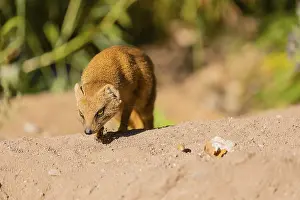 One yellow mongoose, Cynictis penicillata