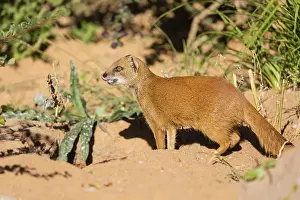One yellow mongoose, Cynictis penicillata