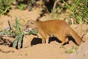 One yellow mongoose, Cynictis penicillata