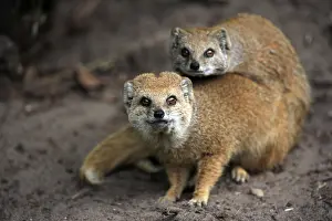 Yellow Mongoose (Cynictis penicillata)