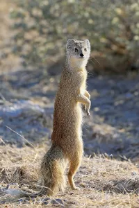 Yellow mongoose (Cynictis penicillata)