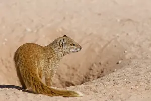 Yellow mongoose (Cynictis penicillata)