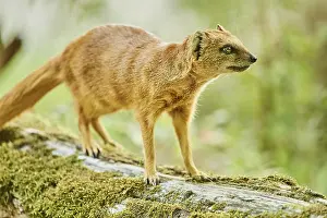 Yellow mongoose (Cynictis penicillata) standing on the ground