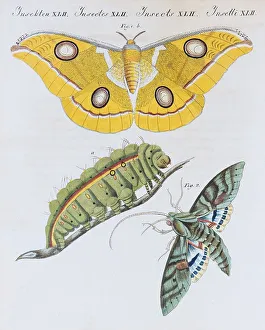 Yellow moth (Phalaena Bombyx Paphia)