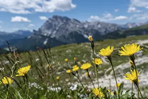 Framed Print : Yellow mountain flowers in front of a picturesque Dolomite panorama