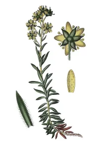 Yellow mountain saxifrage (Saxifraga aizoides)