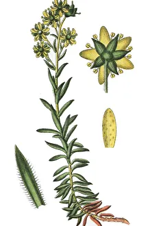Yellow Mountain Saxifrage, Yellow Saxifrage (Saxifraga aizoides)