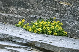 Yellow mountain saxifrage, yellow saxifrage (Saxifraga aizoides)
