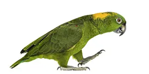 Yellow-naped parrot (6 years old) walking