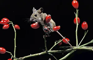 Yellow Necked Mouse (apodemus flavicollis), Adult standing on Rose Hip's Branch