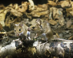 Yellow Necked Mouse (apodemus flavicollis)
