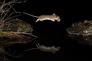 Yellow-necked mouse (Apodemus flavicollis) jumps with hazelnut over water surface