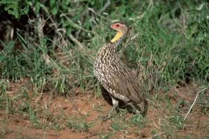 Yellow-necked Spurfowl (Francolinus leucoscepus)