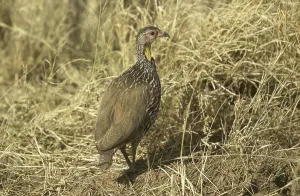 Yellow-necked Spurfowl (Francolinus leucoscepus)