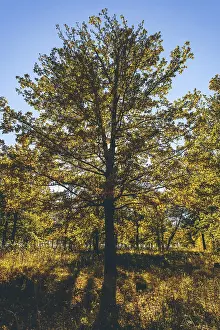 Yellow oak tree in autumn forest with back light